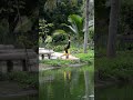 #shorts #shortvideo #headstandvariation #yogaworkout #शीर्षासन