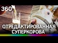 Тёлочка из пробирки: первая в России корова-клон живёт в подмосковном Подольске. Как это сделали?