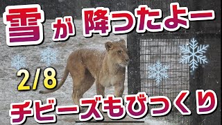 のんほいに雪が降ったよー❄️2/8【チビーズもびっくり】 #のんほいパーク #シルク #三つ子 #ライオン #アース #旭山動物園 #桐生が岡動物園 #安佐動物園 #lion  #雪  #ファミリー