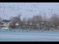 Bernache du Canada , une envolée spectaculaire !