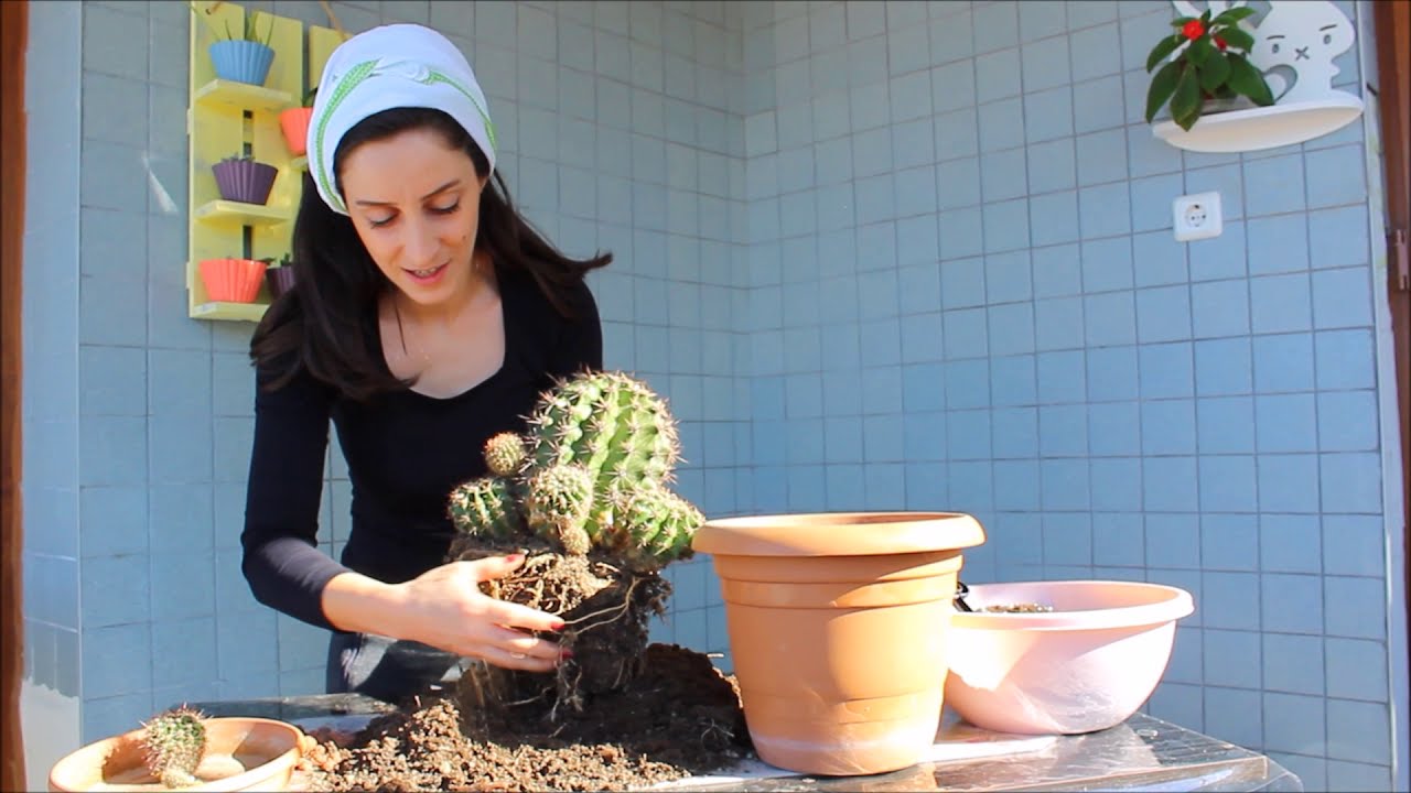 Büyük kaktüsün toprak değişimi😉 Elimize diken batmadan toprak değişimini nasıl yaptık?