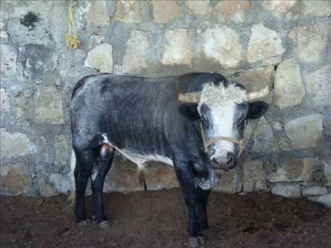 Rancho Pelavacas De Gustavo Garcia (Santa Rita Mich)