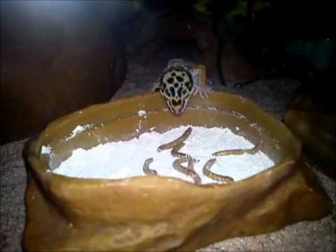 camera iphone 8 plus apk Leopardgecko feeding