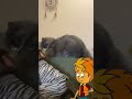 أغرب قرد مضحك يغلس علي قطة