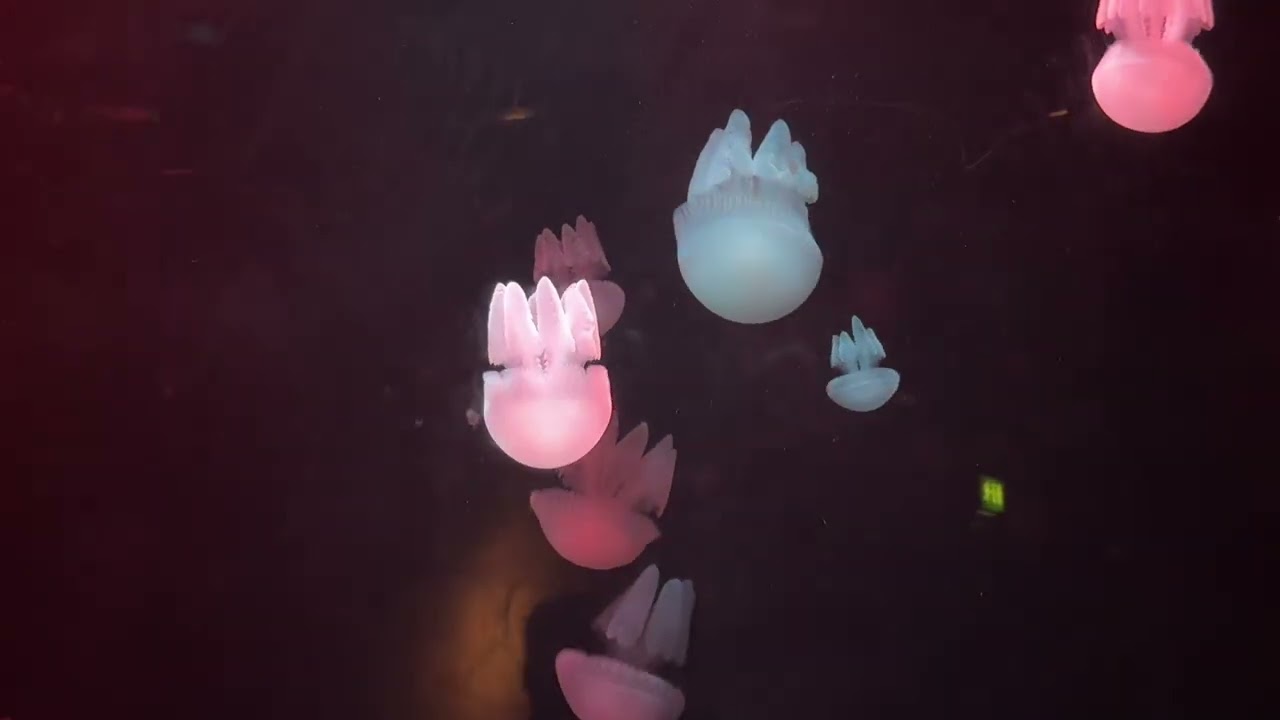 The Lost Chambers Aquarium in Atlantis Dubai Part 2