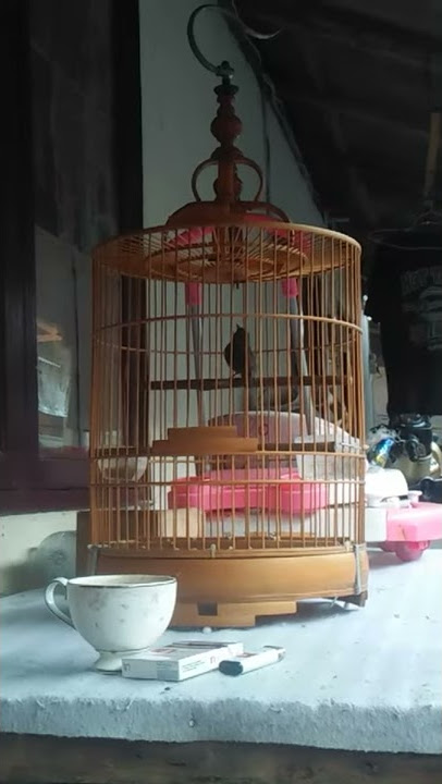 Jongkangan bali plong rasa roll