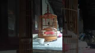 Jongkangan bali plong rasa roll