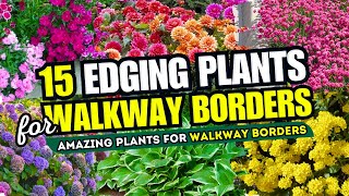 Top 15 AMAZING Edging Plants for Borders!  SECRET to Stunning Walkways!