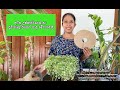 Heat waves: how to protect plants from high temperature and sunlight/ අධික උෂ්ණත්වයෙන් පැළ බේරාගමු☘️