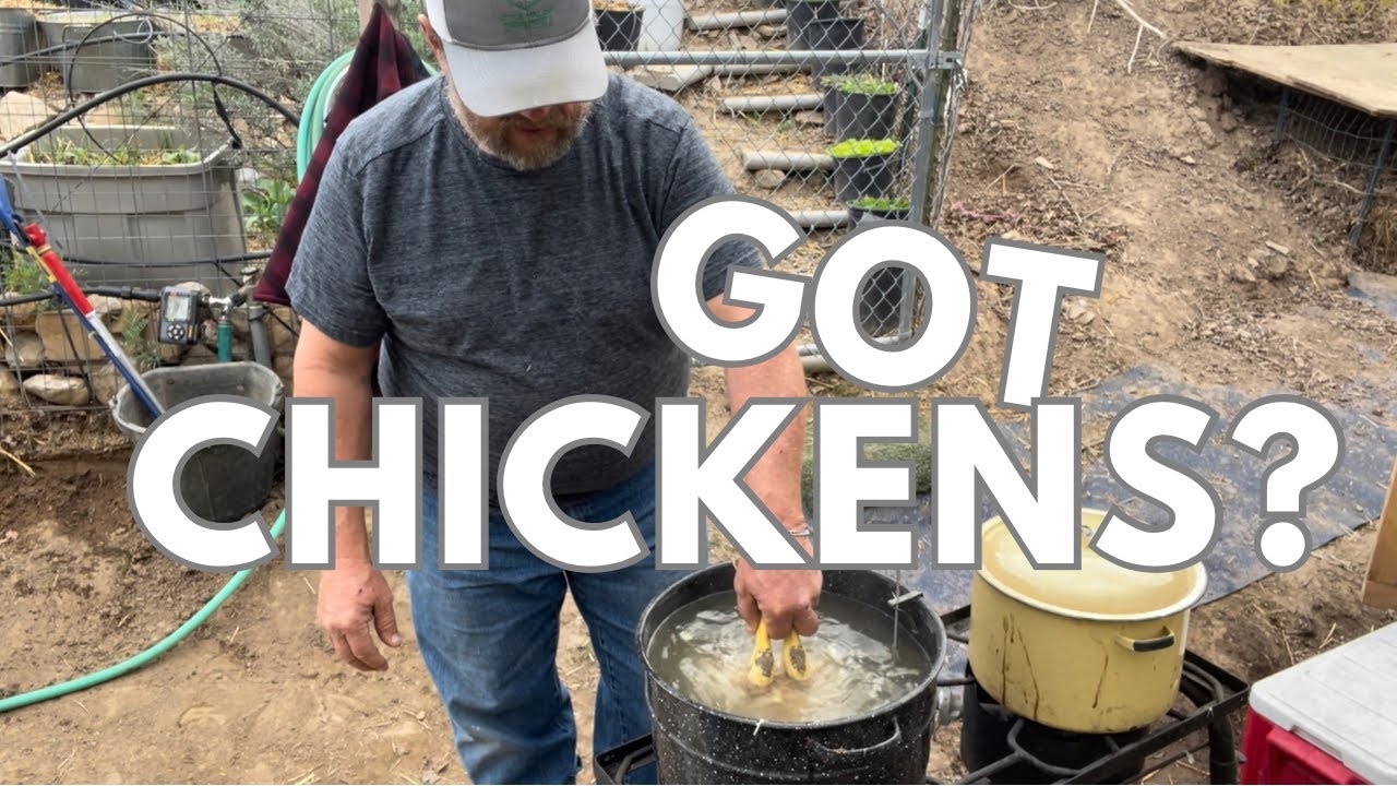 How We Process Chickens at The Homestead PRO TIP YouTube