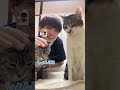 レオミミの仲良し猫配信?