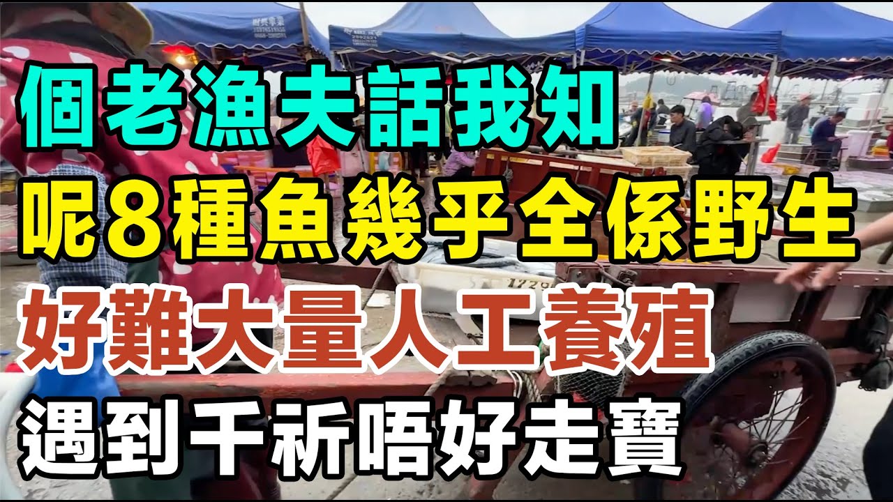 個老漁夫話我知，呢8種魚幾乎全部係野生，好難大量人工養殖，遇到千祈唔好走寶！#健康你要知 #養生唔好中伏 #食物真相揭秘 #廚房智慧 #飲食要清淡 #食得健康 #你唔知的營養知識 #街市買餸攻略