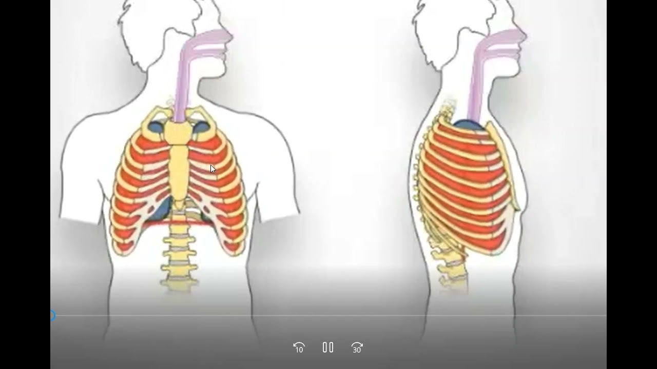 Respiration .  للفرقه الاولي معهد تمريض
