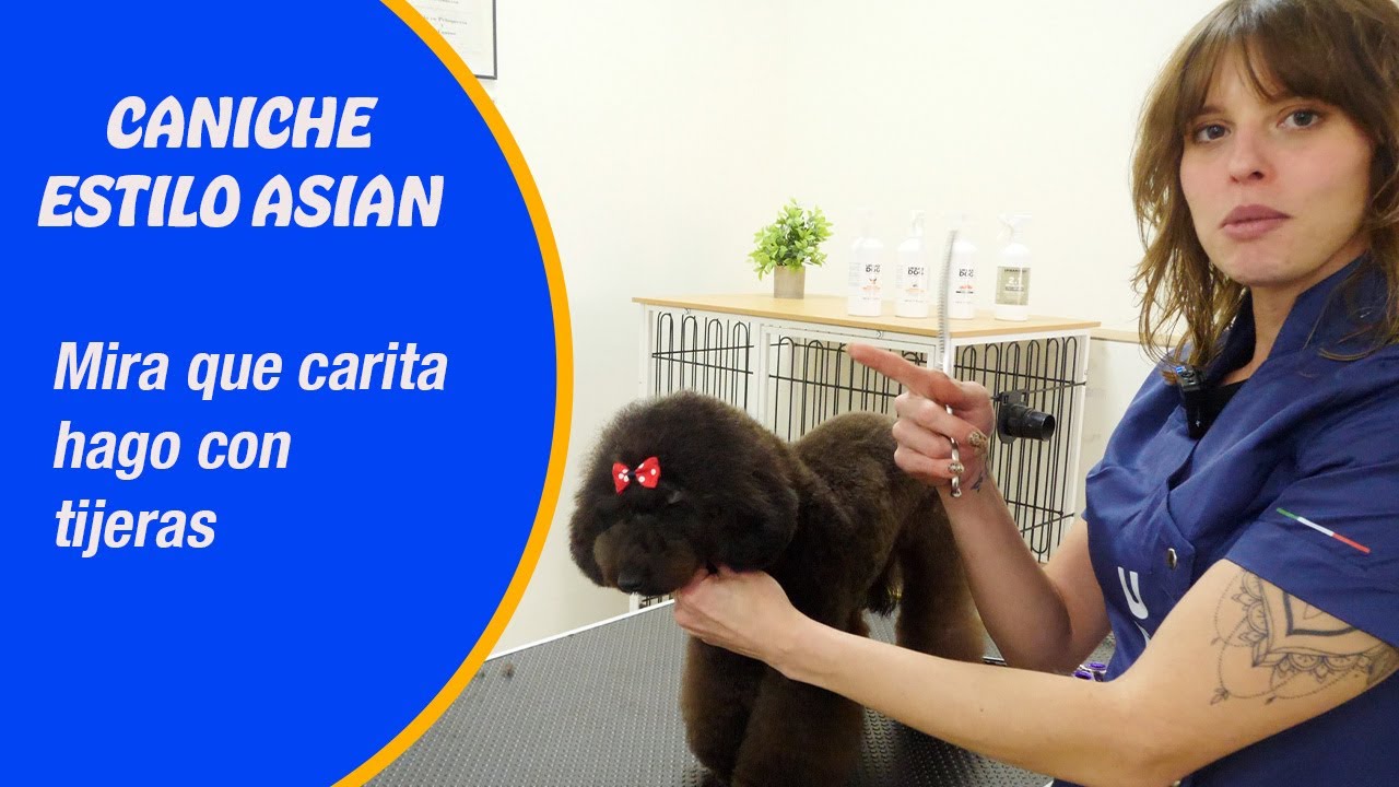 Cómo cortar el pelo a un caniche de la cara con tijeras de peluquería