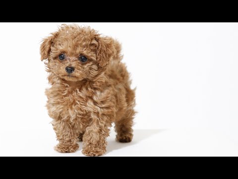 愛犬ぷぷの奇跡の一枚を撮影したら本当に奇跡が起きた…