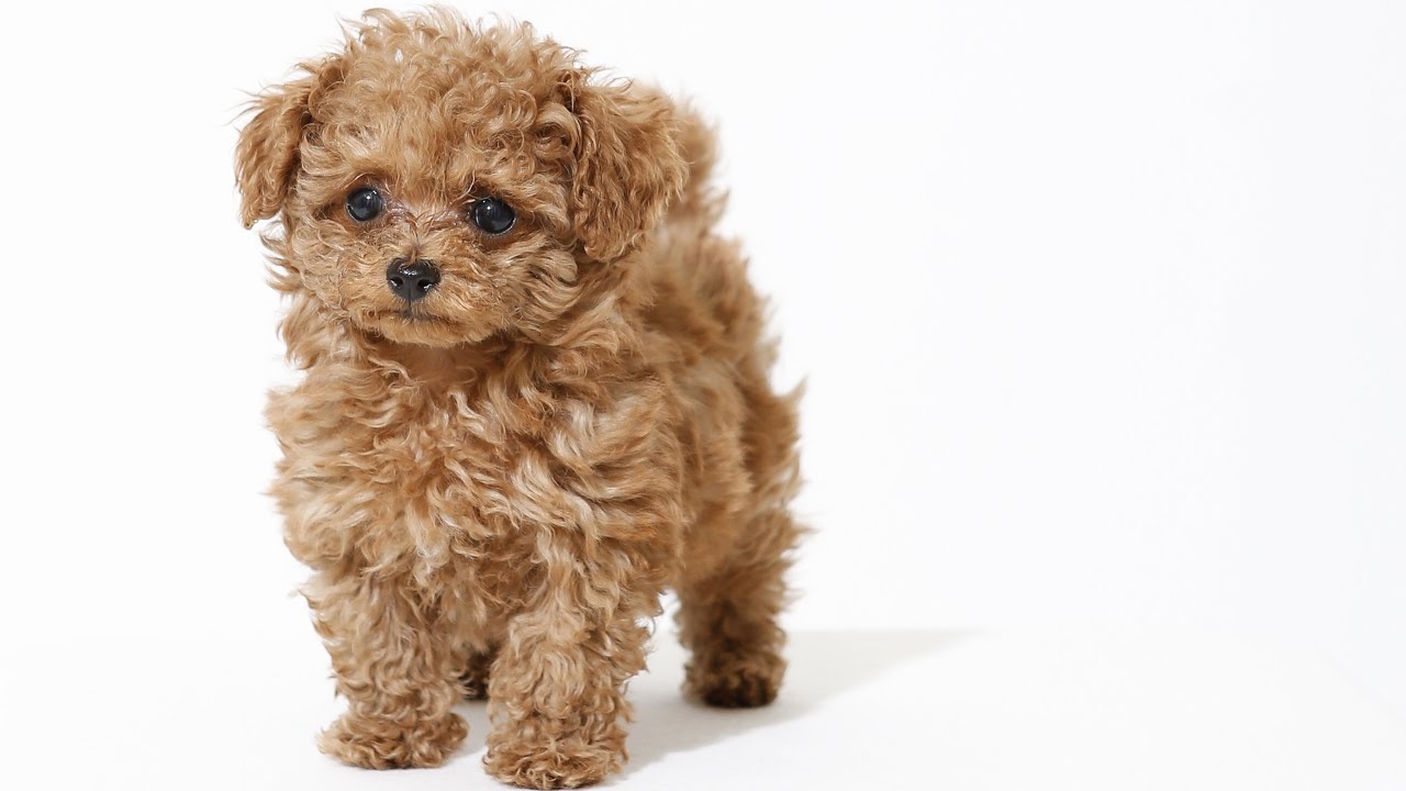 愛犬ぷぷの奇跡の一枚を撮影したら本当に奇跡が起きた…