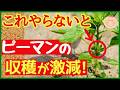 【超重要!ピーマンの基本】長〜くたくさん収穫する♪最強の仕立て方・脇芽かきと管理のコツ〜初心者も分かるピーマンの育て方〜