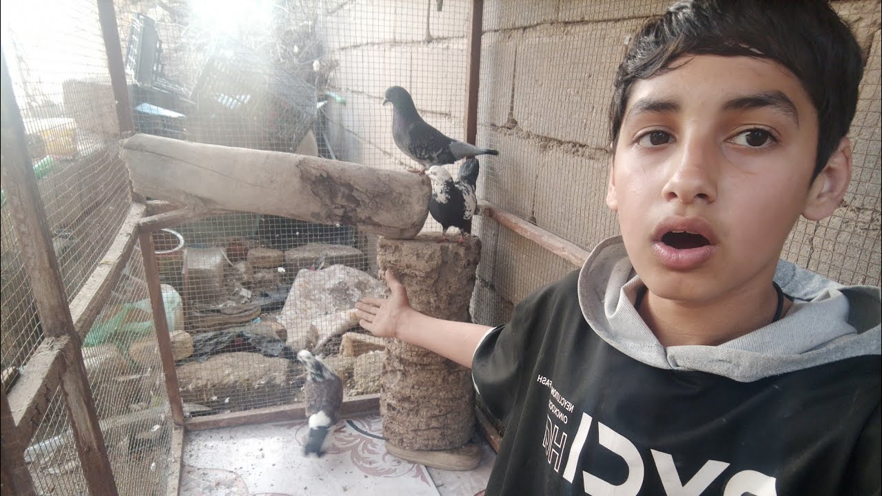 تعالوا ويانا نرتب قفص الحمام🕊️🕊️