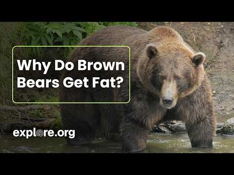 Why Do Bears Get Fat?