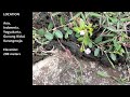 Beginning of video