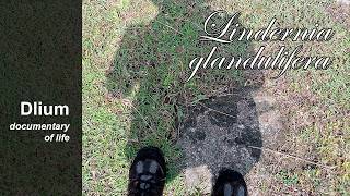 Serrated pimpernel (Lindernia glandulifera) - part 2
Part 1 https://www.youtube.com/watch?v=vR11PwXN0gQ
Mecardonia procumbens
https://www.youtube.com/watch?v=I_pSi8YxTLU
Microchirita caerulea
https://www.youtube.com/watch?v=sQJpIrUCIIA
Epithema horsfieldii
https://www.youtube.com/watch?v=WtW36Ym9UE4
Leucas decemdentata
https://www.youtube.com/watch?v=NrjxuUkWa6k
Ruellia treubiana
https://www.youtube.com/watch?v=ho-w1-B5FSo
#Dlium
Serrated pimpernel (Lindernia glandulifera) is a species of plant in the Linderniaceae family, erect, 8-9 cm long.and white roots. The stems are cylindrical or angular or curved inward. The stems green or dark red or reddish brown.
The leaves are opposite, green or dark red or brown, oval or oblong, up to 3 cm long, up to 1 cm wide and serrated margins. The flowers are white and blue, 0.6-0.7 cm wide. This plant grows in colonies in karst areas, clay soils, and areas that are sometimes flooded.
Kingdom: Plantae
Phylum: Tracheophyta
Subphylum: Angiospermae
Class: Magnoliopsida
Order: Lamiales
Family: Linderniaceae
Genus: Lindernia All. in Auct. Syn. Meth. Stirp. Hort. Regii Taur. 3: 178 (1766)
Species: Lindernia glandulifera (Blume) Backer in Onkruidfl. Jav. Suikerrietgr.: 616 (1930)
English: Serrated pimpernel
Indonesia: Tapak gergaji
Java: Tapak graji
Learn more: https://www.dlium.com/2026/04/serrated-pimpernel-lindernia.html
Location: Karangmojo, Gunung Kidul Regency, Yogyakarta Province, Indonesia.
Aryo Bandoro
Dlium TheDlium
Web: https://www.dlium.com Serrated pimpernel (Lindernia glandulifera) - part 2
