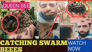 How i catch bees Beekeping in Kashmir/ Playing with beee #viral #swarm#kashmir