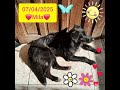 Mila,🐾 e o sol.🌞 #petsfofinhos #animaisdeestimação #petsfofinhos #viralata  #viralyoutubeshorts