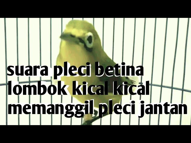 suara pleci betina lombok kical kical memanggil pleci jantan class=