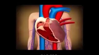 10 Amazing Facts About Human Heart By C. A. B. CPR