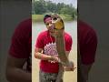 KING COBRA Fangs And ALL KING COBRA Fangs And ALL