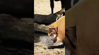 Red River Hog and other Omnivores Unleashed.  4K ULTRA-HD Exploring the Swine, Warthogs, and Boar