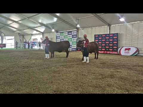 Santa Gertrudis SA Nasionale Skou, Junior Vroulike Kampioenskap regstreeks vanaf Bloem Show 2024