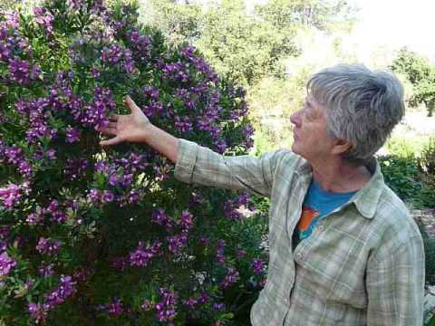 Polygala Myrtifolia Summer Bush At Slo Botanical Garden Youtube