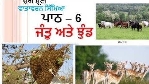 Class-4 EVS Lesson-6 ਜੰਤੂ ਅਤੇ ਝੁੰਡ (JANTU ATE JHUND ) with solved excercise