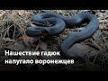 Воронежцы предупредили о нашествии гадюк в Шиловском лесу