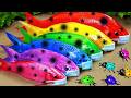 Stop Motion ASMR - Koi Fish Hunting Pink Catfish | Colorful Koi Fish | Primitive Cooking Experiment