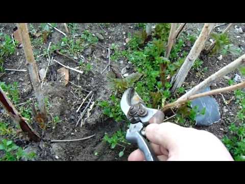 Videó: A málnabokrok metszése: hogyan és mikor vágjuk le a málnabokrokat