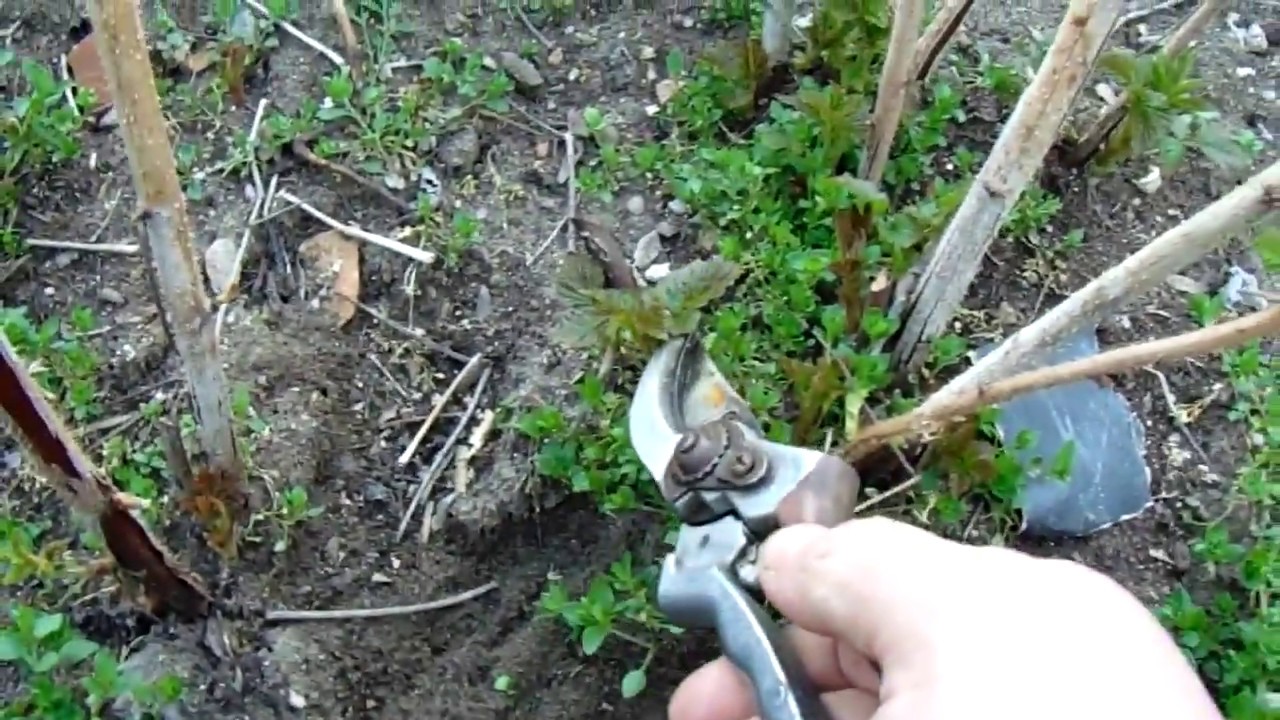 A málna tavaszi metszése érthetően (folyton termő) S02E16