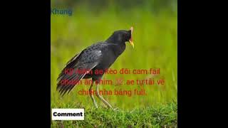 tiếng cúm núm kèo đôi cam.ky niệm cho ae mọi miền.bang full ae tự tải về chiến nha ae