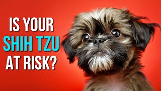 Don't Shorten Your Shih Tzu's Life: AVOID These 8 MISTAKES