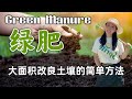 【种植100】绿肥|改良大面积土地的简单有效的方法 Green Manure|A simple and effective method to improve large-scale land