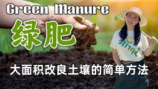 【Garden100】绿肥 Green Manure改良大面积土地的简单有效的方法A simple and effective method to improve largescale land