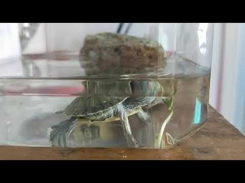 So easy to rear a terrapin. So cute and healing