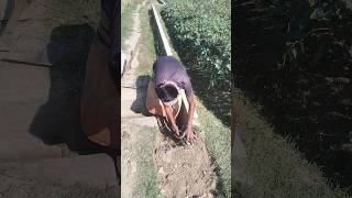 Drains are being prepared before watering the crops so that the water does not go elsewhere drains