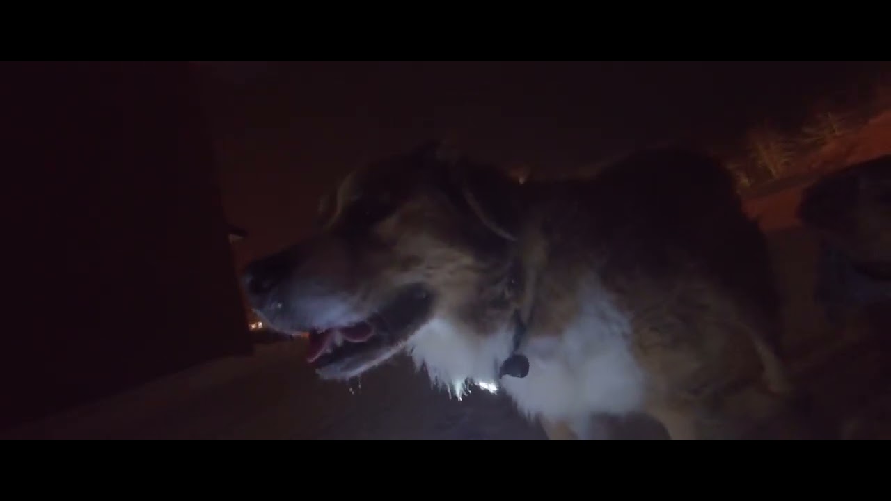 ZozoPirate 20260119 walk dogs beauty Woke Usa Canada Israel Raw Hell