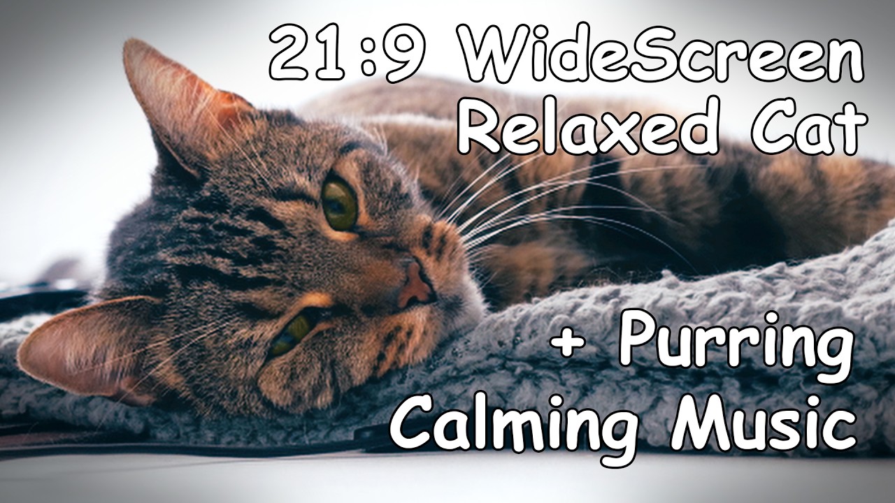 View of Relaxed 21:9 Widescreen Cat + Calming Music + Soothing Purring - YouTube