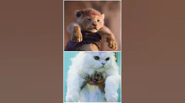 Simba Simba Animallover Perciancat 
