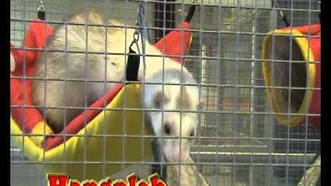 D41B les3 commercial fretten