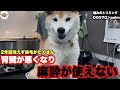 【初来店】腎臓が悪くなり麻酔が使えなくなり2年間シャンプーできていない噛み犬の柴犬