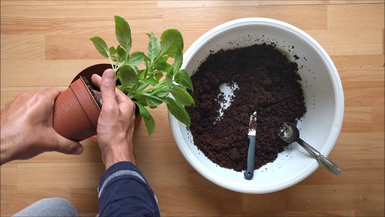 Dahlia flower moving to a bigger pot YouTube